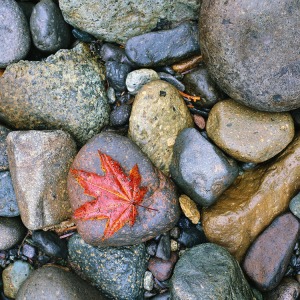 red leaf on stones
